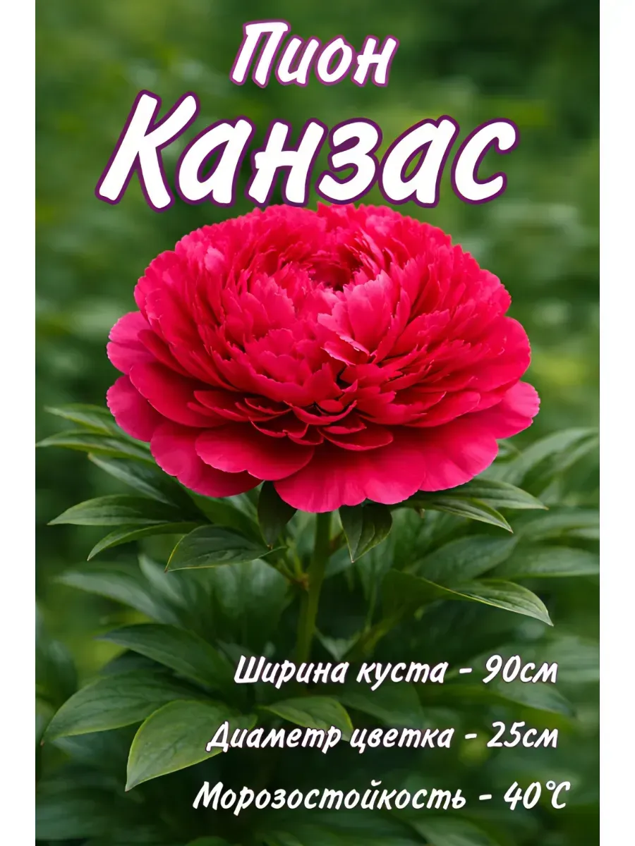 пион саженцы, 3 шт