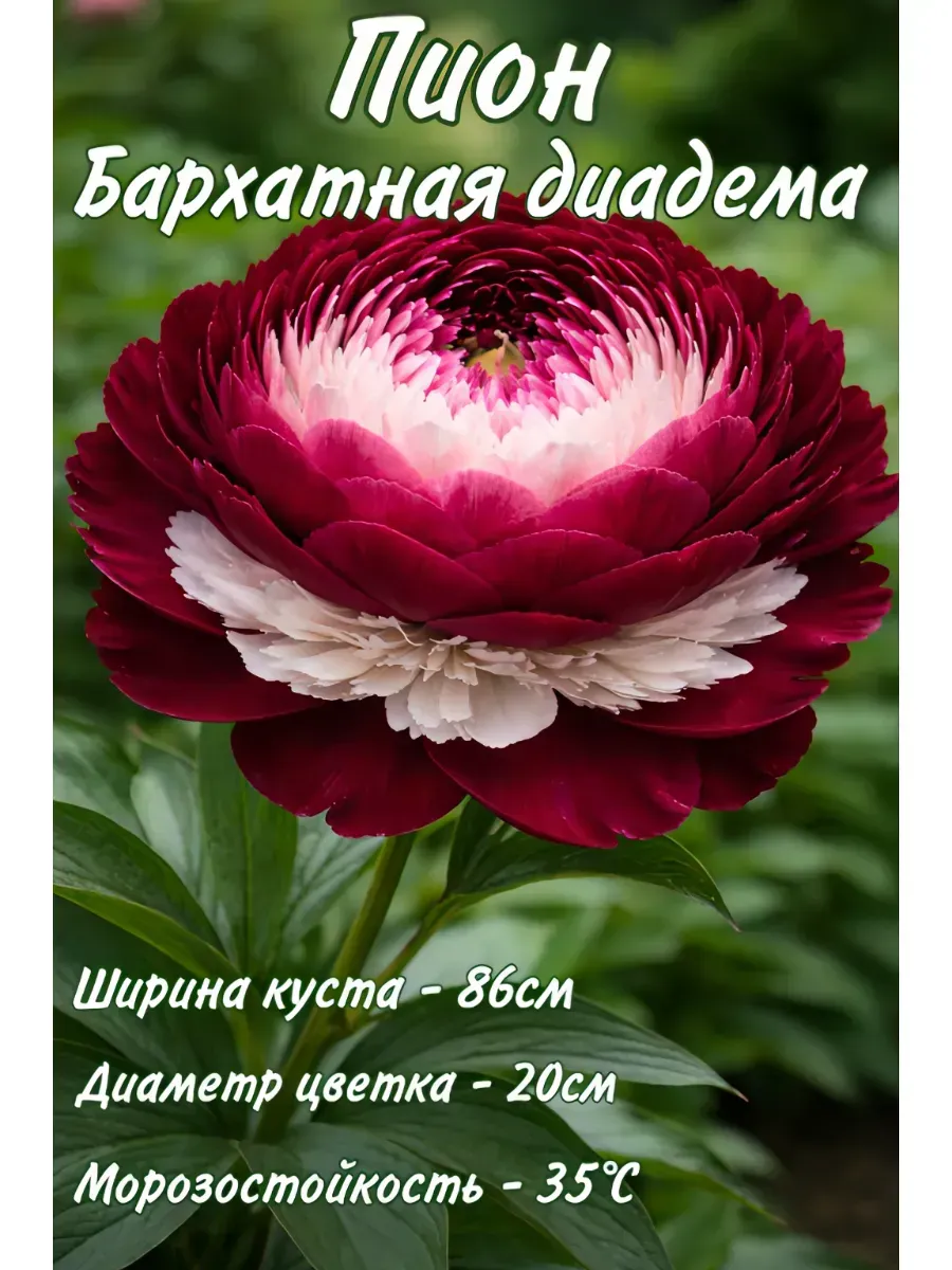 пион саженцы, 3 шт