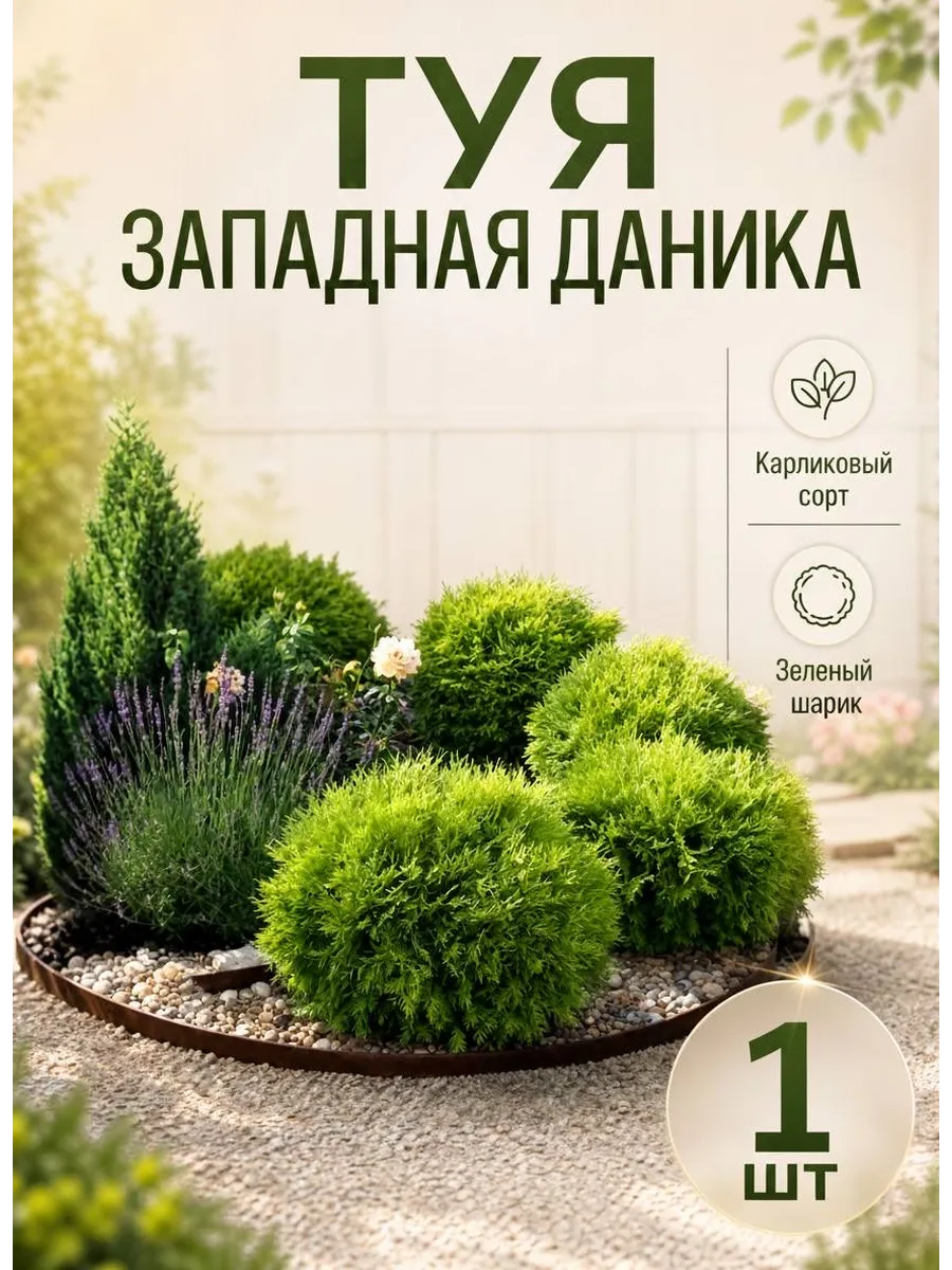 Туя Даника, 1шт, р9