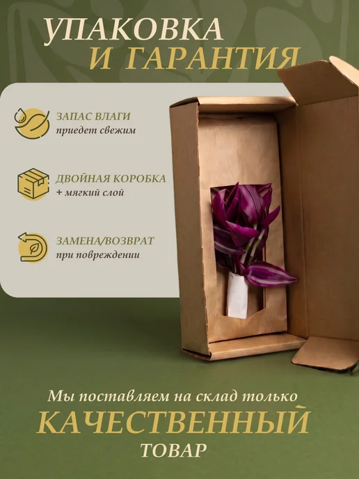Я ЧЕРЕНОК ЦВЕТОК Дисхидия Нуммалирия живое комнатное растение черенки, зеленый, фото 5