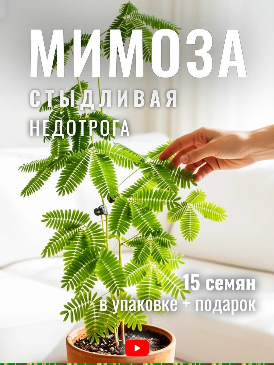 Стыдливая Мимоза Недотрога, Семена, 15 шт