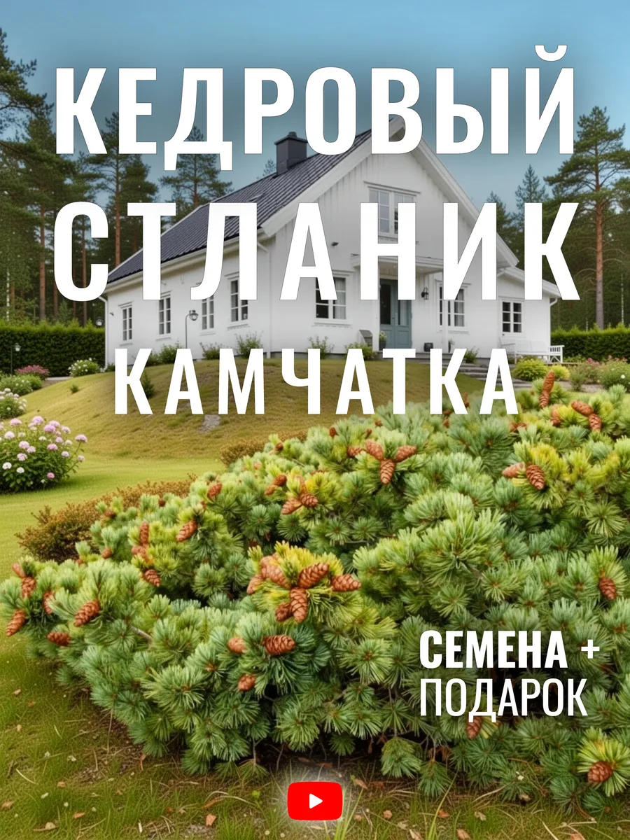 Кедровый Стланик Камчатка, Семена, 20 шт
