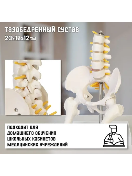 Анатомический макет позвоночника и таза, вариант