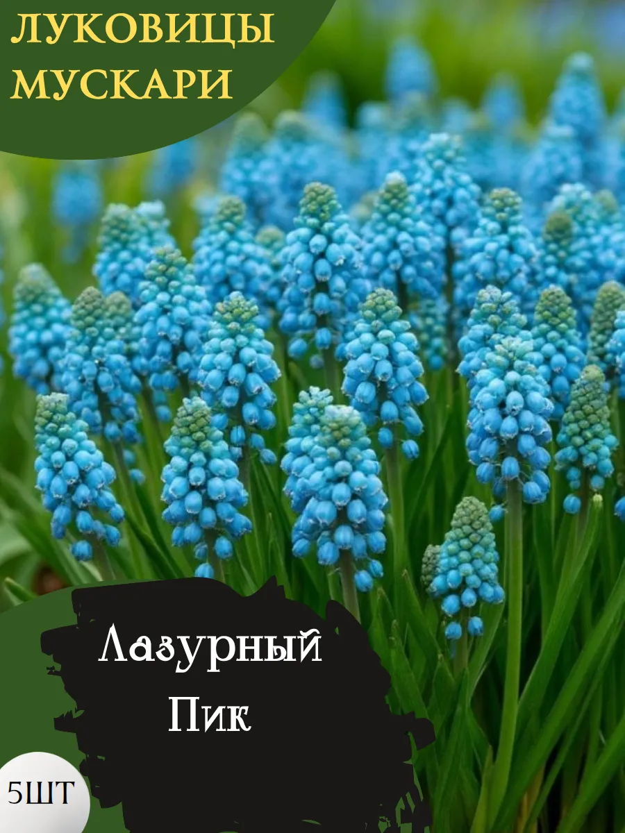 Луковицы Мускари Лазурный Пик