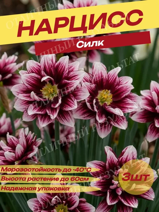 Луковицы Нарцисса Силк, красный
