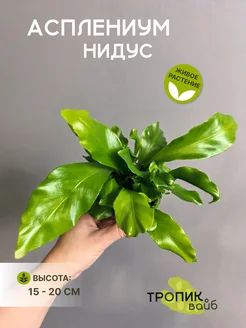 Тропик Вайб Асплениум Нидус 20-25 см, растение живое комнатное