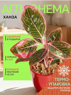 Весналия Аглаонема Ханза живое комнатное растение