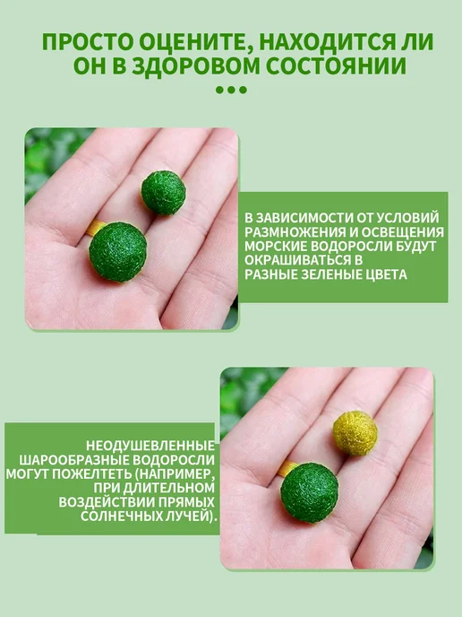 Водоросли в аквариуме Маримо, комбинированная упаковка, вариант, фото 13