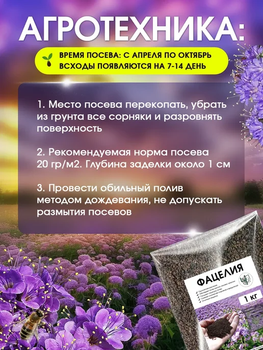 4 Сезона Фацелия сидерат семена 1 кг, 1 кг, фото 2