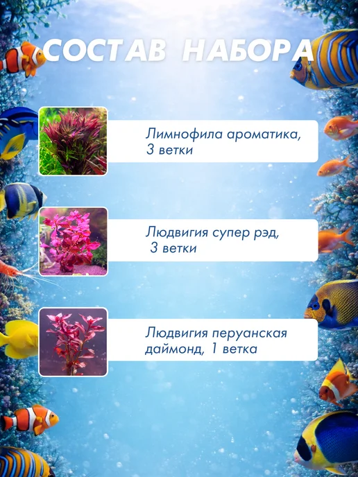 Аквариум38 Набор из 6 красных живых растений для аквариума 12 шт, 12 шт, фото 2