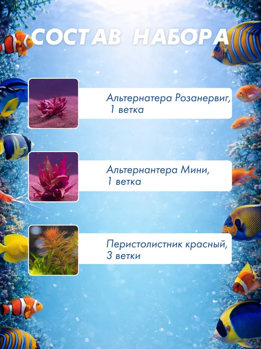 Аквариум38 Набор из 6 красных живых растений для аквариума 12 шт, 12 шт, фото 3