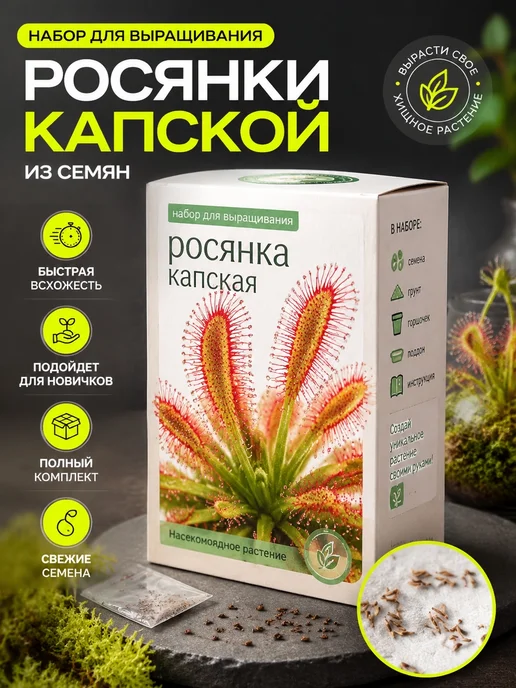 Набор для выращивания росянки Капской, вариант