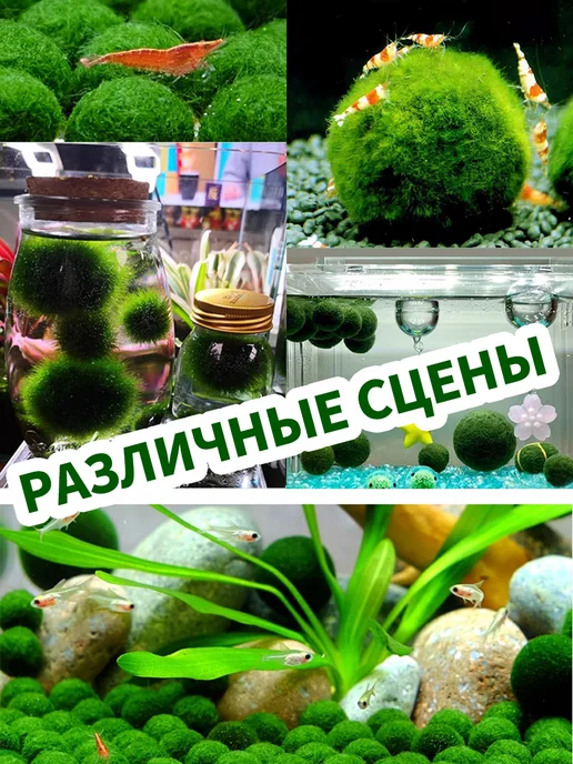 маримо водоросли, вариант, фото 7