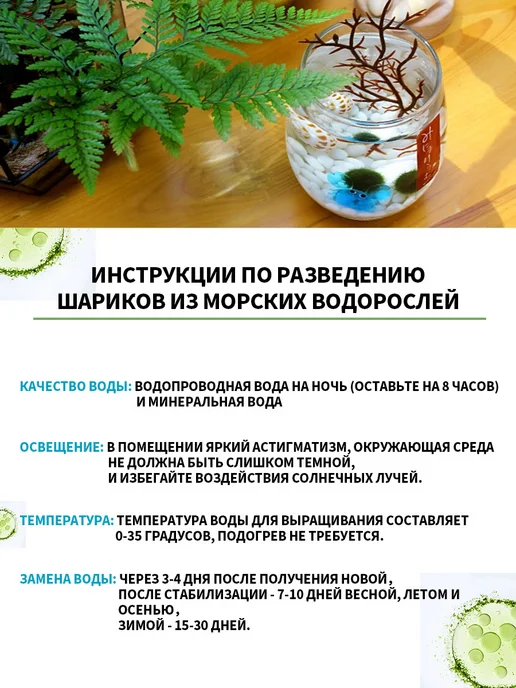 маримо водоросли, вариант, фото 8