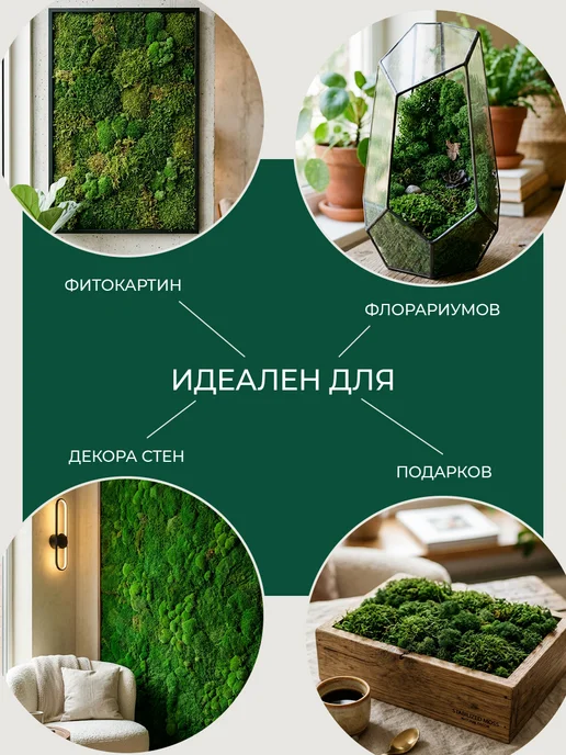 Мох пластовой стабилизированный, вариант, фото 4