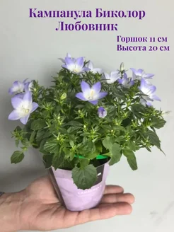 FLORISS HOME Кампанула Биколор Любовник