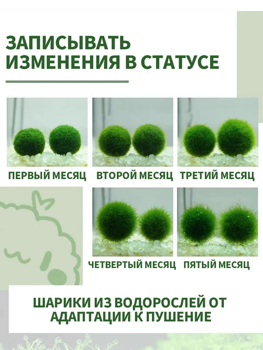 Аквариумный мох, шаровидные водоросли кладофора маримо, вариант, фото 10