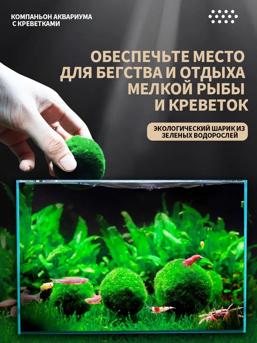 Аквариумный мох, шаровидные водоросли кладофора маримо, вариант, фото 12