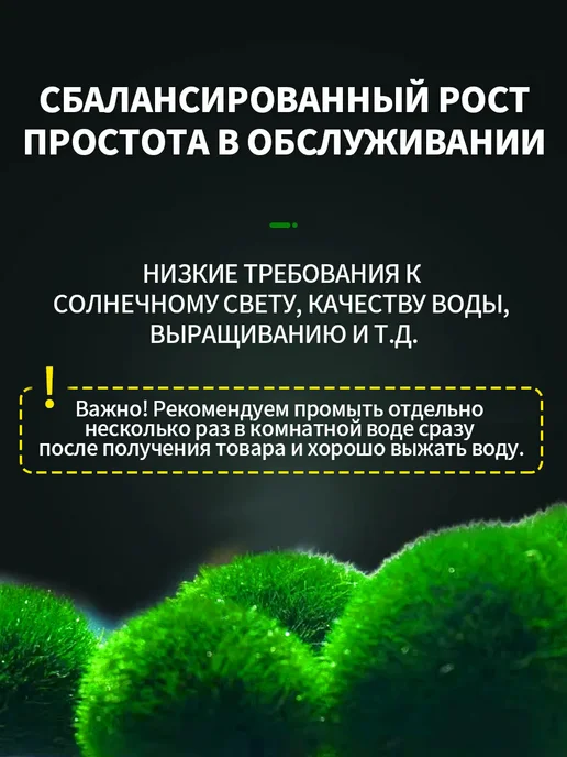 Аквариумный мох, шаровидные водоросли кладофора маримо, вариант, фото 2