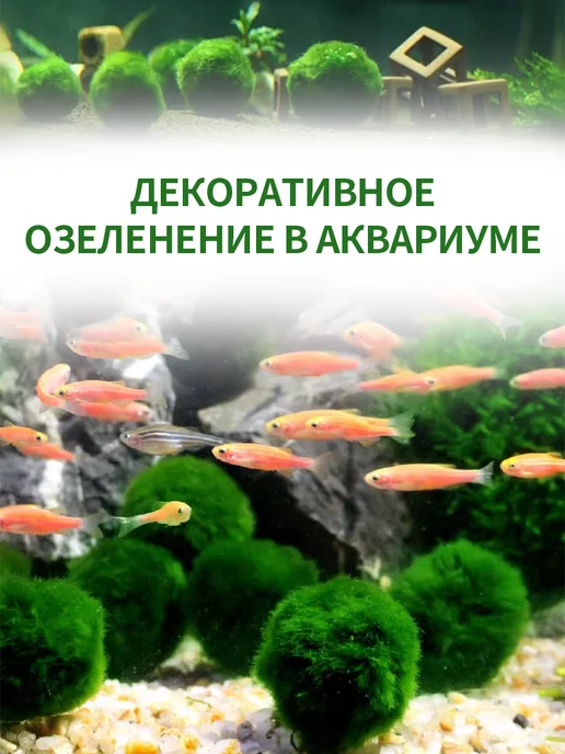 Аквариумный мох, шаровидные водоросли кладофора маримо, вариант, фото 5