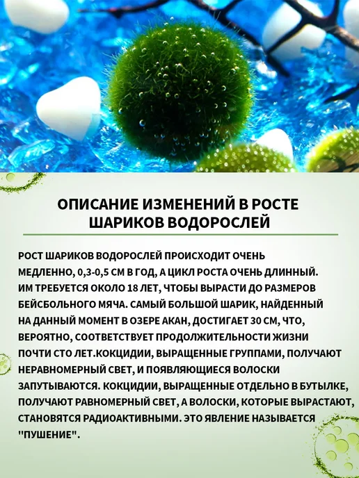 Аквариумный мох, шаровидные водоросли кладофора маримо, вариант, фото 9