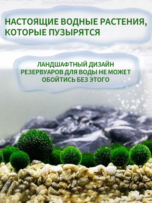 водоросли для аквариума маримо，Племенной набор, вариант, фото 4