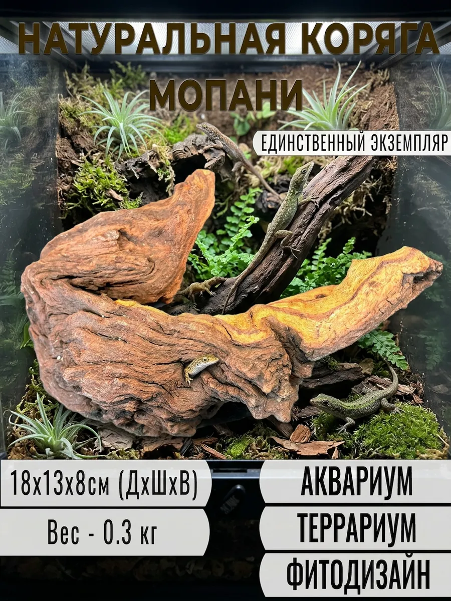 Коряга Африканская Мопани 18 см.