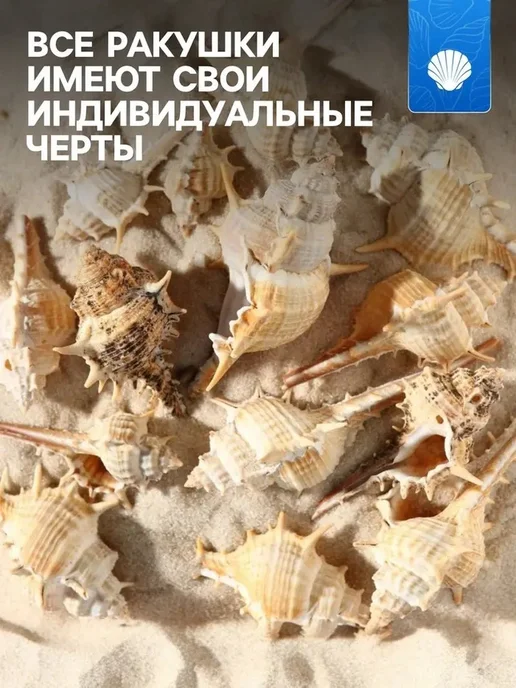 Набор натуральных ракушек для аквариума, бежевый