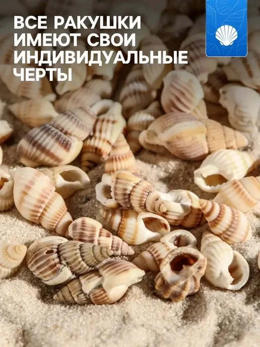 Декоративные ракушки для аквариума - 100 г, 100 г, фото 2