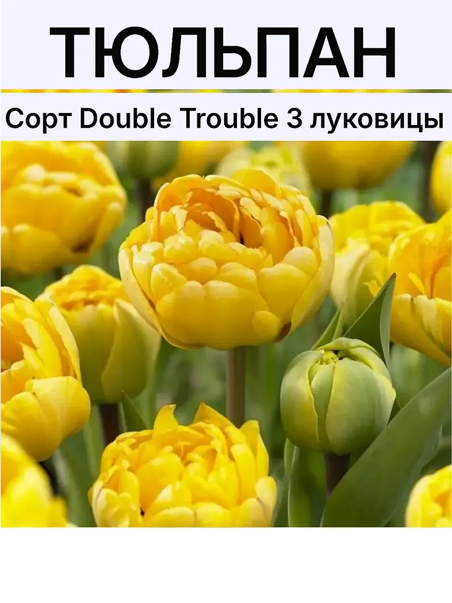 Тюльпаны луковицы многолетние морозостойкие крупные махровые