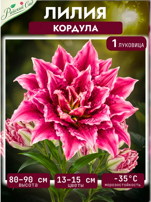 Лилии луковицы для посадки сорт Кордула 1 шт, 1 шт