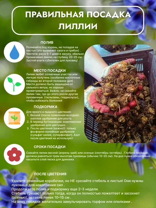 Лилии луковицы для посадки сорт Кордула 1 шт, 1 шт, фото 2
