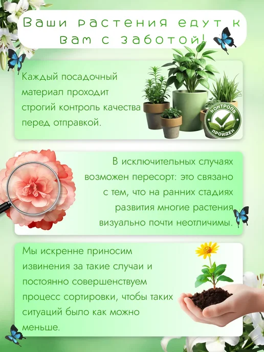 Лилии луковицы для посадки сорт Кордула 1 шт, 1 шт, фото 3