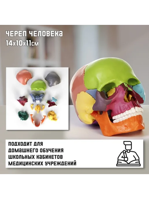 Нет бренда Анатомическая модель черепа человека, разборная цветная, вариант