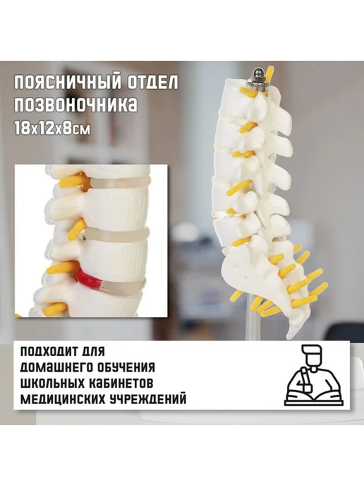 Нет бренда Анатомический макет поясничного отдела позвоночника, вариант