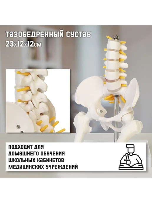 Нет бренда Анатомическая модель поясничного отдела и таза 23х12 см, 23x12 см