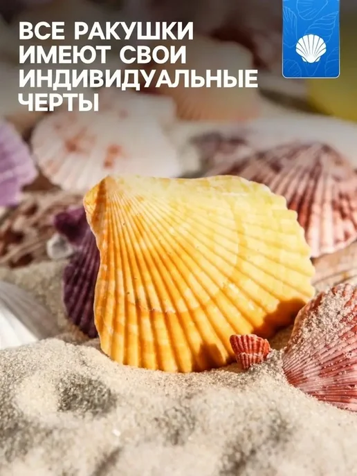 Коллекция декоративных ракушек для аквариума, вариант, фото 2