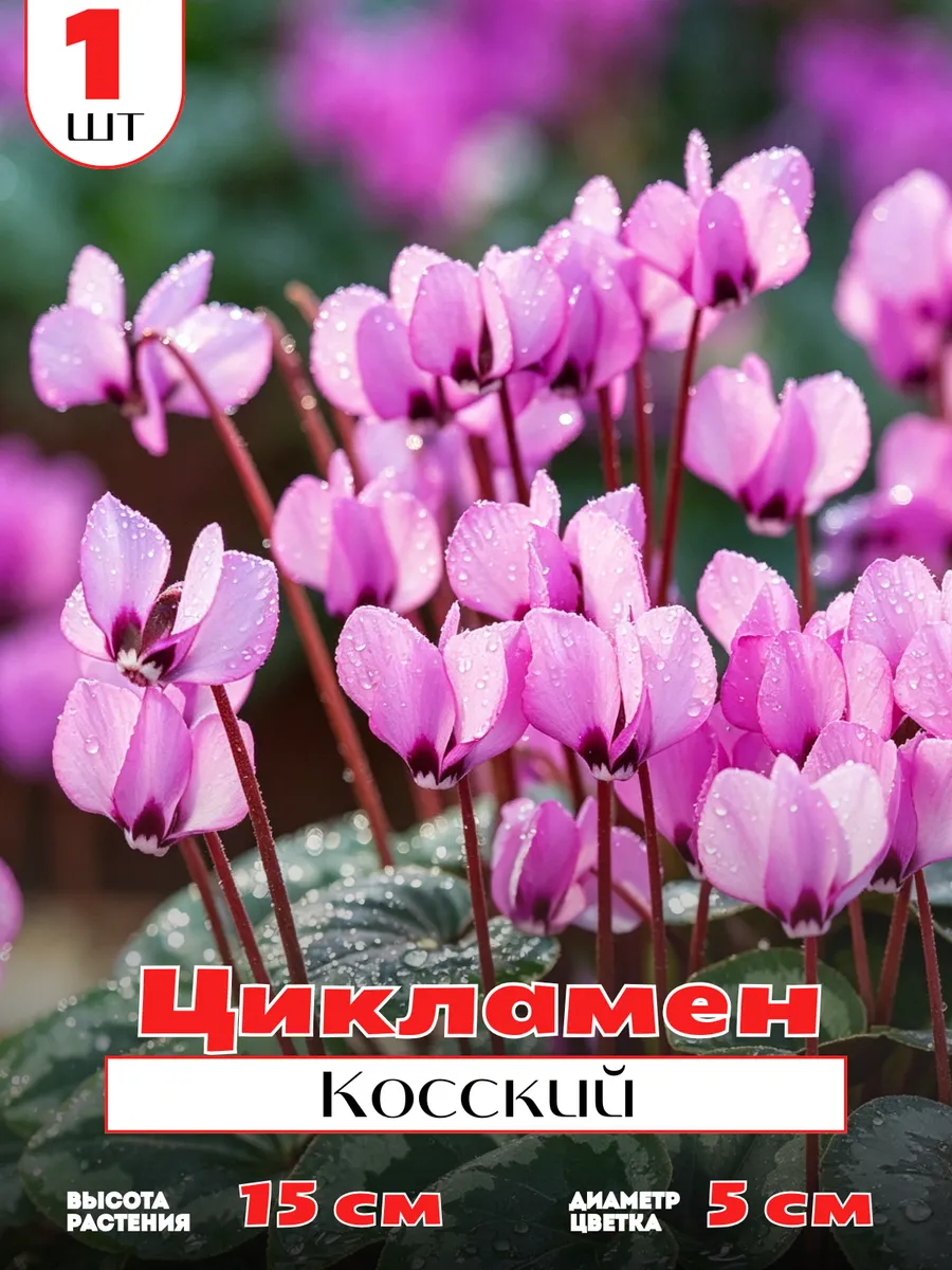 Цикламен