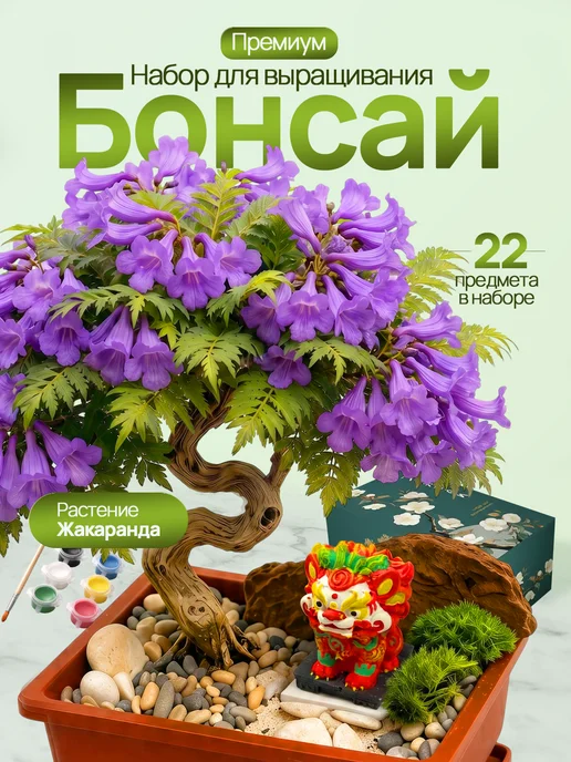Про Растения Набор для выращивания растений Бонсай Жакаранда фиалковое, вариант