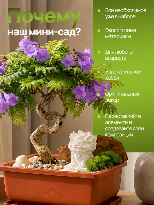 Про Растения Набор для выращивания растений Бонсай Жакаранда фиалковое, вариант, фото 3