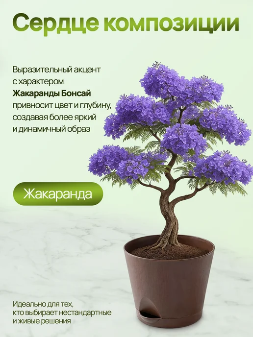 Про Растения Набор для выращивания растений Бонсай Жакаранда фиалковое, вариант, фото 7