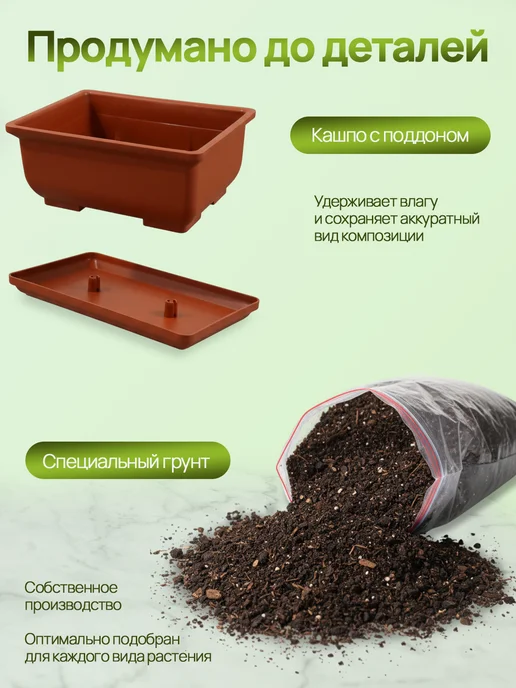 Про Растения Набор для выращивания растений Бонсай Жакаранда фиалковое, вариант, фото 8