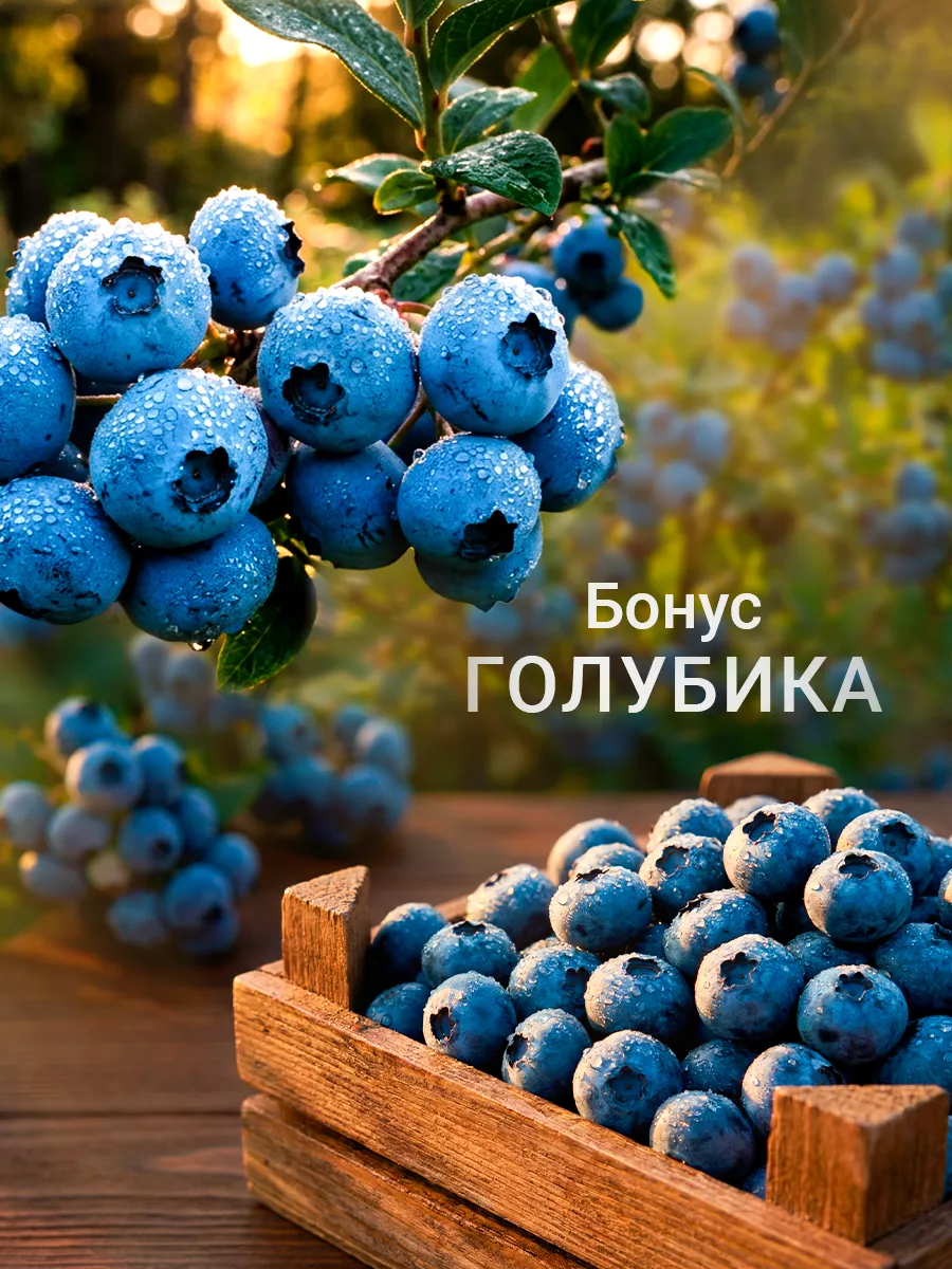 Саженец Голубика Бонус