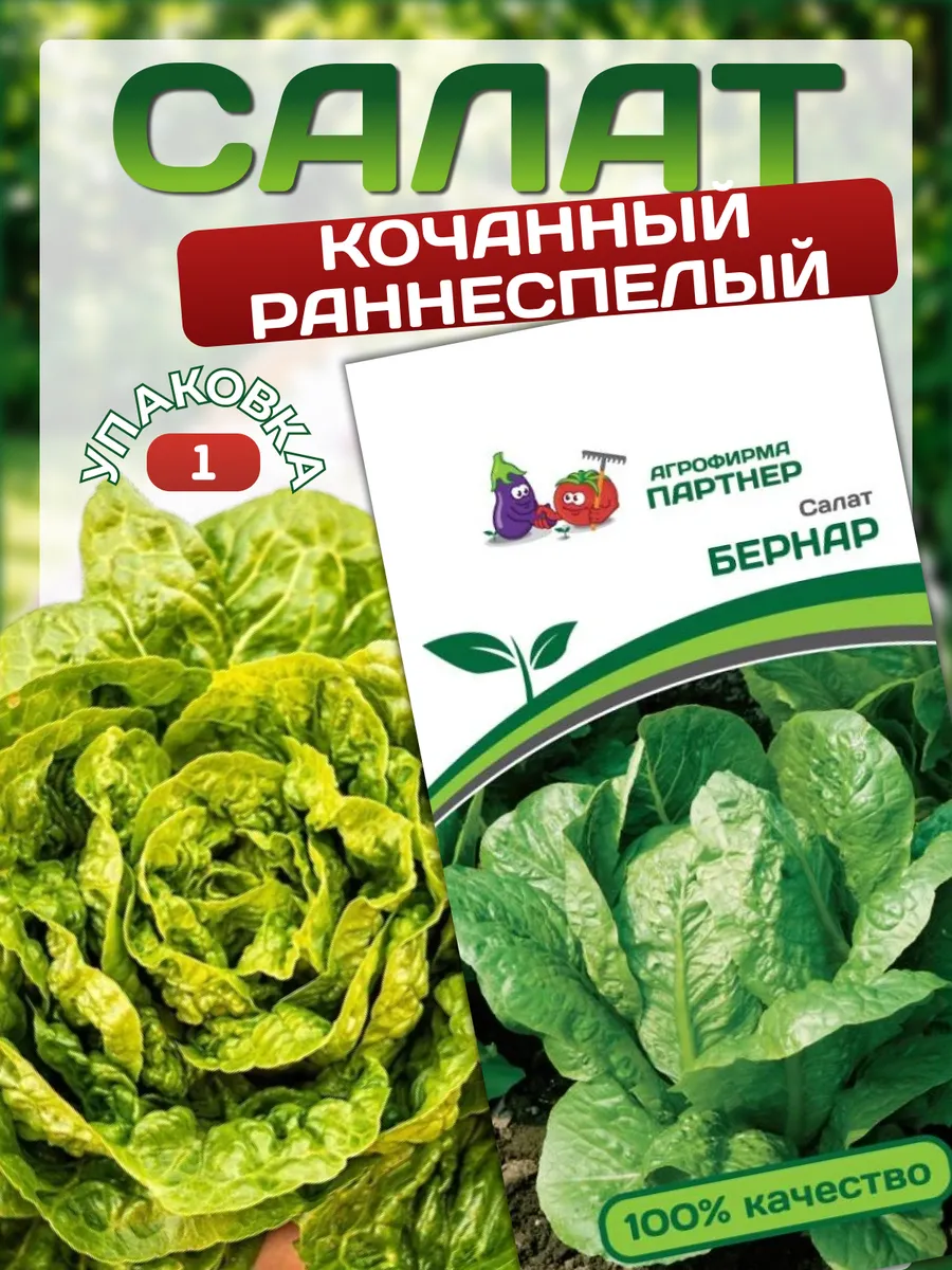 Семена салата кочанного Бернар