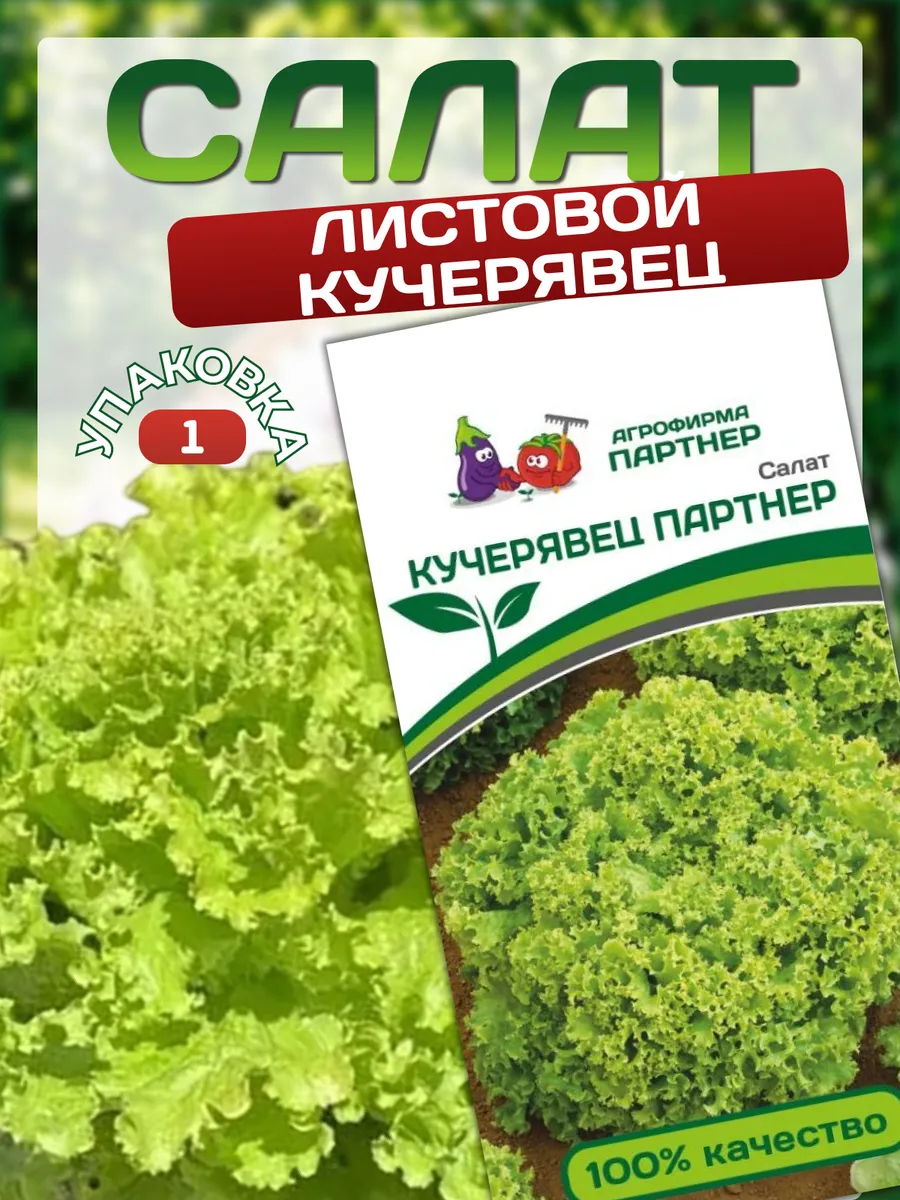 Семена салата листового Кучерявец Партнер