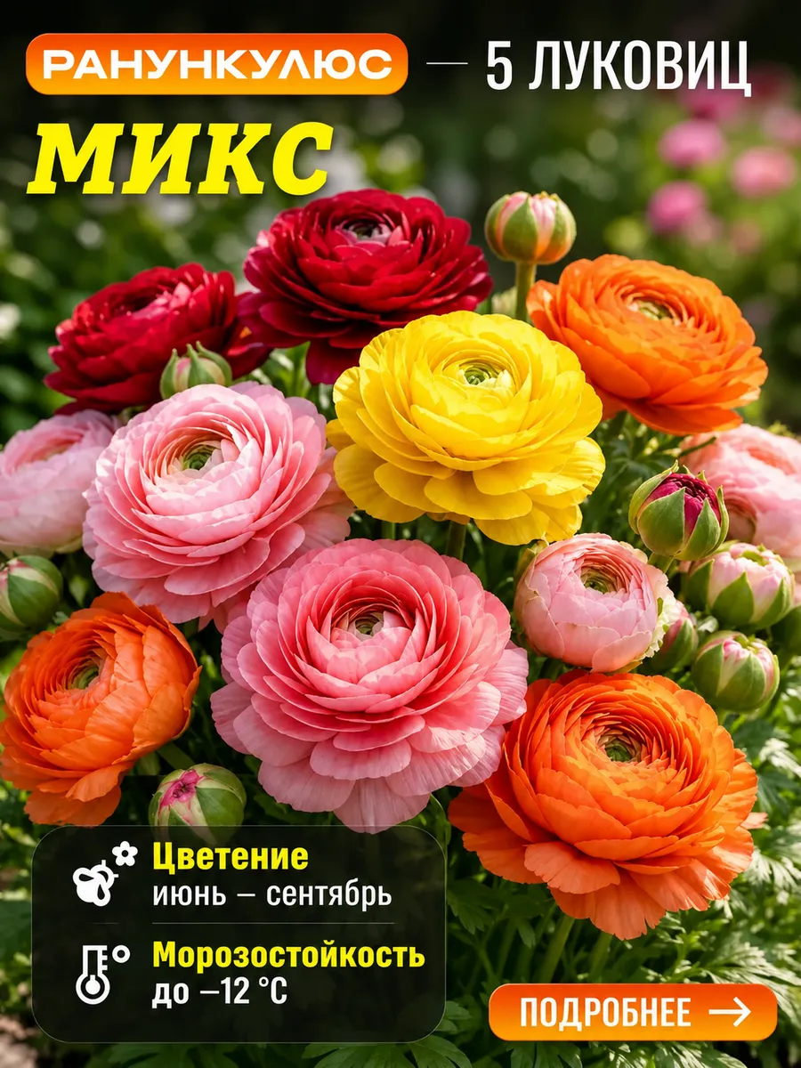 Ранункулюс Микс 5шт