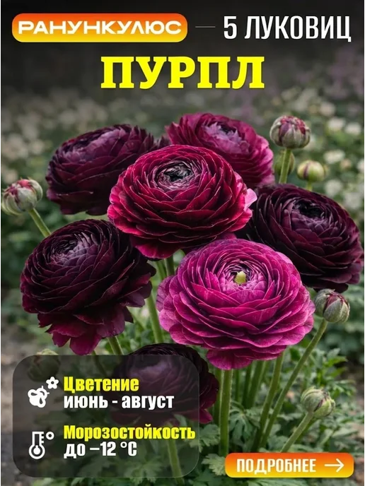 Ранункулюс Пурпл 5шт, 5 шт