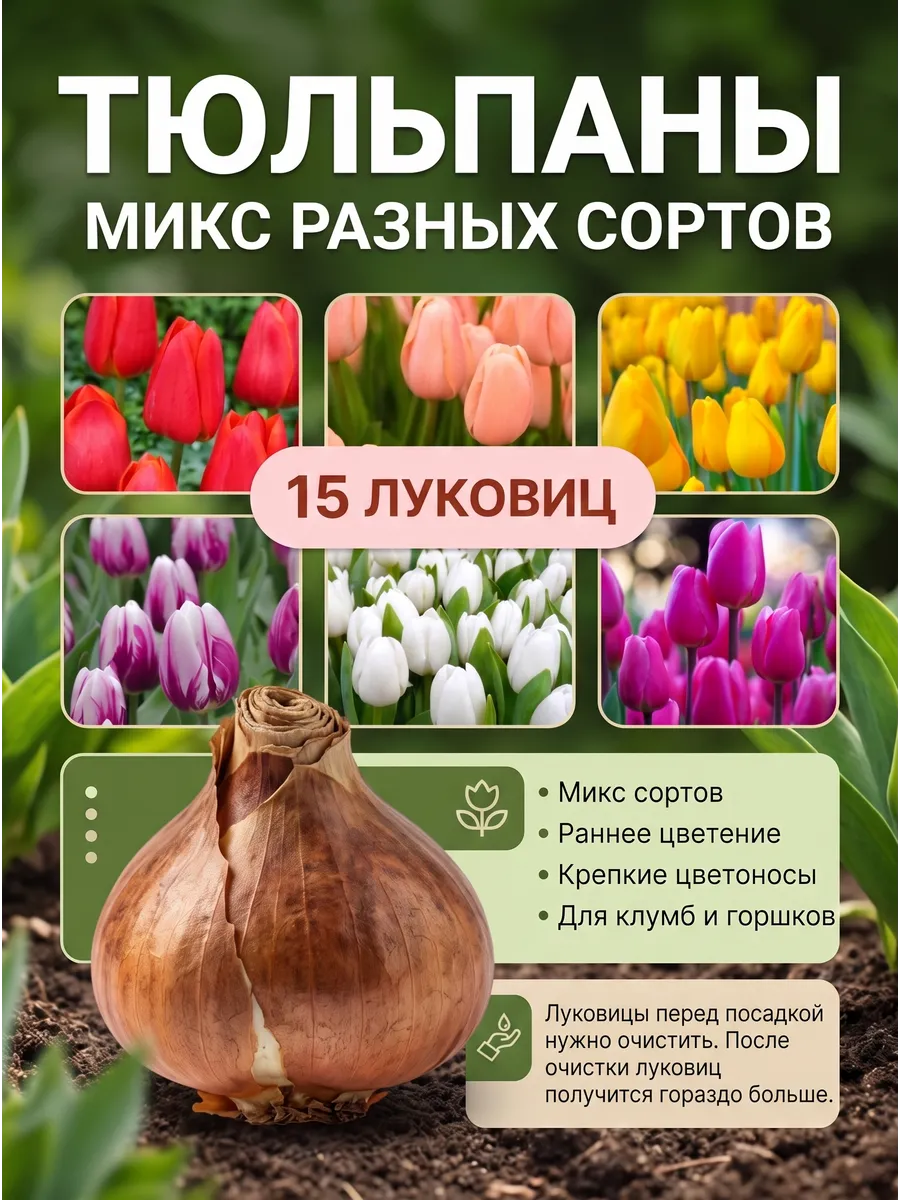 Тюльпаны луковицы многолетние морозостойкие 15 штук микс