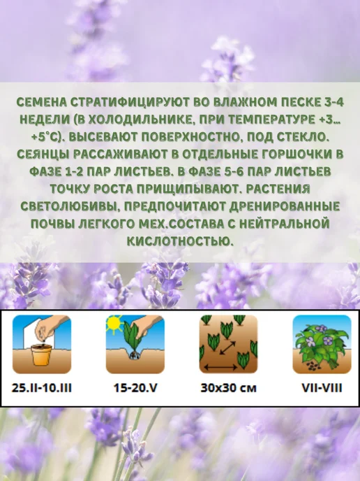 Агрофирма АЭЛИТА Лаванда декоративная "Прованс" семена, фиолетовый, фото 4