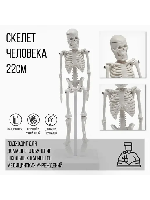 Образовательный анатомический макет человека 22 см, вариант, фото 2
